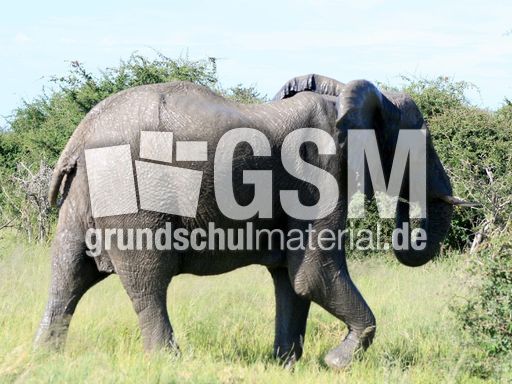 Afrikanischer_Elefant_06.JPG